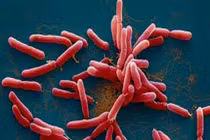 Người phụ nữ ở Đắk Lắk mắc bệnh "vi khuẩn ăn thịt người"