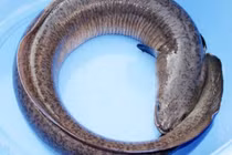 Biết gì về độc tố trong cá chình khiến nhiều người nhập viện?