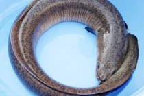 Biết gì về độc tố trong cá chình khiến nhiều người nhập viện?