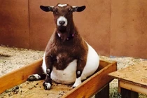 19 hình ảnh động vật bầu bí trông như “khủng long tẩm bột” trước khi sinh