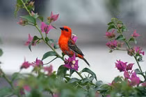 Người sinh vào tháng Âm lịch này, hôn nhân như ý