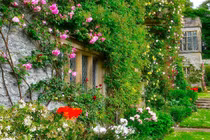 Những ngôi nhà phủ đầy hoa hồng khiến ai nhìn cũng mê