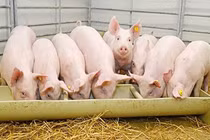 Giá heo hơi hôm nay 9/7: Dao động khoảng 59.000 - 67.000 đồng/kg