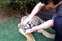 Video: Dùng kìm giật phăng răng nanh hổ dữ