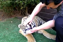 Video: Dùng kìm giật phăng răng nanh hổ dữ