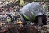 Video: Rùa khổng lồ ăn thịt chim non