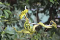 Hàng nghìn con rắn quấn dày đặc trên cây ở miền Tây