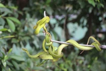 Hàng nghìn con rắn quấn dày đặc trên cây ở miền Tây