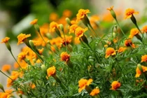 Năm Nhâm Dần 2022, ba cung hoàng đạo sẽ "hái của cải như mưa"