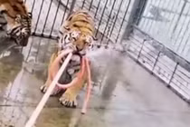 Hồ vồ chết người trông giữ trong sở thú