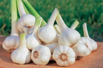 Dùng tỏi tươi ngừa COVID-19, nhiều người ăn sai cách gây hại khủng khiếp