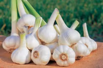 Dùng tỏi tươi ngừa COVID-19, nhiều người ăn sai cách gây hại khủng khiếp