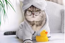 Chú mèo nổi tiếng mạng xã hội với phong cách thời trang sành điệu 