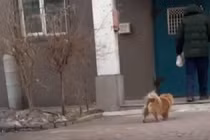 Video: Chú chó ngày ngày ra bãi xe đợi chủ suốt 5 năm