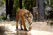 Hổ vồ chết nữ nhân viên trong sở thú gây sốc