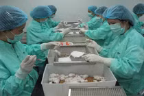 Việt Nam thử nghiệm thành công vaccine Covid-19 trên chuột