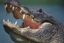 Hãi hùng phát hiện bộ phận thi thể người trong bụng cá sấu