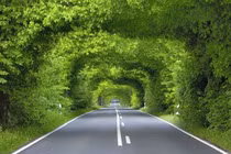 Mê mẩn loạt đường hầm cây xanh tuyệt đẹp trên thế giới
