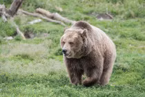 Gấu xám vồ chết người trong lều trại gây sốc