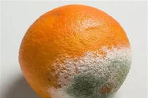 Giật mình loại thực phẩm dễ sinh chất gây ung thư