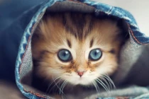 3 con giáp may mắn nhất tháng 2 âm lịch: Bắt trúng cơ hội vàng