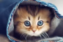 3 con giáp may mắn nhất tháng 2 âm lịch: Bắt trúng cơ hội vàng