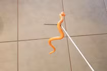 Tỉnh dậy giữa đêm, người phụ nữ suýt ngất khi thấy thứ đang ở trên đầu