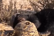 Video: Lửng mật cướp trắng miếng ăn của rùa