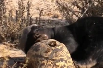 Video: Lửng mật cướp trắng miếng ăn của rùa