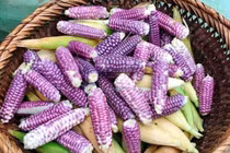Ngô tí hon tím mọng lạ mắt, nằm nhà đặt mua trăm bắp về ăn vặt