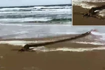 "Thủy quái" dài ngoằng bí ẩn dạt vào bờ biển Hà Lan