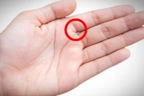 Nhìn kẽ hở bàn tay, biết ngay tương lai giàu sang hay túng thiếu