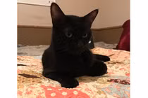 “Lạc trôi” 5 năm, chú mèo trở về trong sự ngỡ ngàng của cô chủ