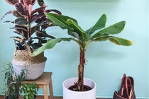 Trồng chuối làm cảnh trong nhà, một ý tưởng mới cho bạn