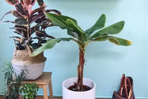 Trồng chuối làm cảnh trong nhà, một ý tưởng mới cho bạn