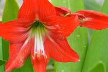 Hoa huệ đỏ trổ bông rực rỡ đúng dịp Tết nhờ cách phơi củ cực đơn giản