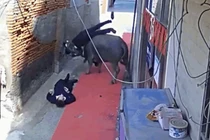 Video: Chạy khỏi lò mổ, trâu "điên" húc 2 người văng lên không trung