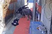 Video: Chạy khỏi lò mổ, trâu "điên" húc 2 người văng lên không trung