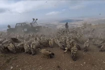 Video: Một chiếc xe vừa tới thì hàng trăm con chim to lớn vây quanh