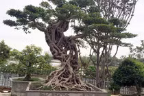 Video: Cây si dáng chữ S từng được trả giá 4 tỷ đẹp cỡ nào?