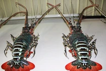 Trong nhà cụ già 90 tuổi: ‘Tôm hùm’ tiền triệu chỉ để...treo tường!