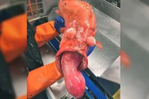 Ngư dân Nga lại bắt được hàng loạt "thủy quái" biển sâu kỳ dị