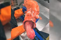 Ngư dân Nga lại bắt được hàng loạt "thủy quái" biển sâu kỳ dị