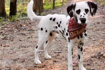 Chú chó "không giống ai" nhờ 2 đốm trái tim ở mắt