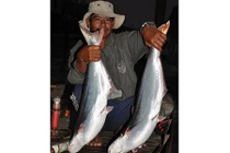 Mùa bắt cá bông lau trên sông Hậu, dân miền Tây hốt tiền triệu