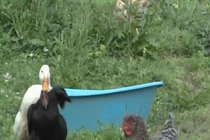 Video: Gà mái bị vịt đực lôi xềnh xệch và màn giải cứu