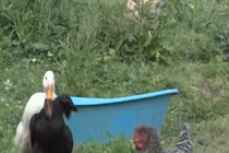 Video: Gà mái bị vịt đực lôi xềnh xệch và màn giải cứu