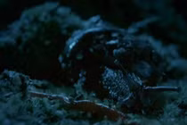 Video: Ốc sên nổi loạn trên “bàn tiệc“