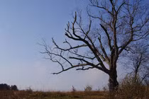 Kỳ bí "cây của quỷ" hơn 200 tuổi