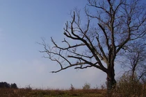 Kỳ bí "cây của quỷ" hơn 200 tuổi